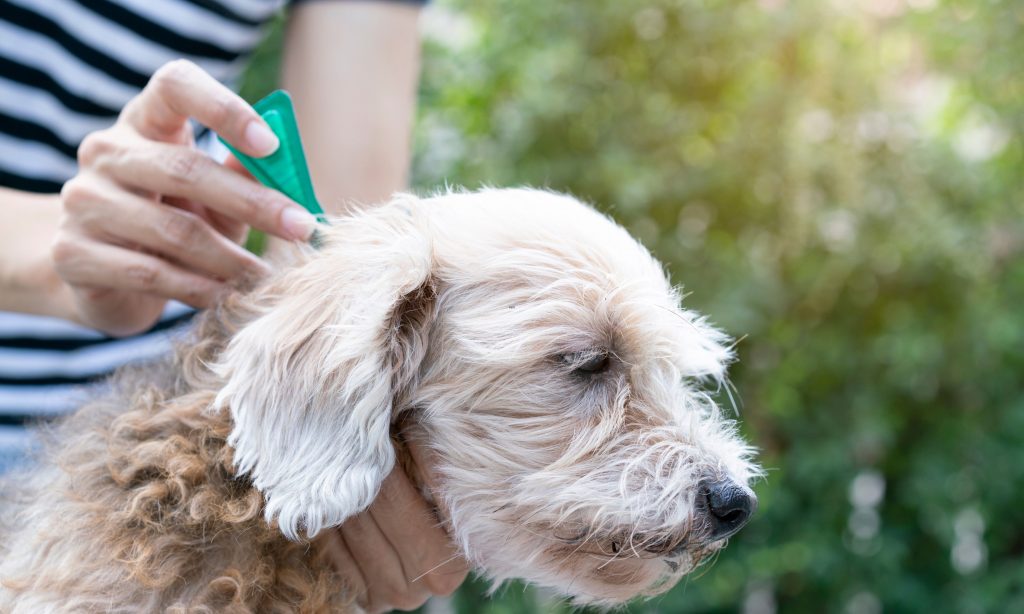 Preventing And Treating Flea And Tick Infestations In Dogs - Custom 