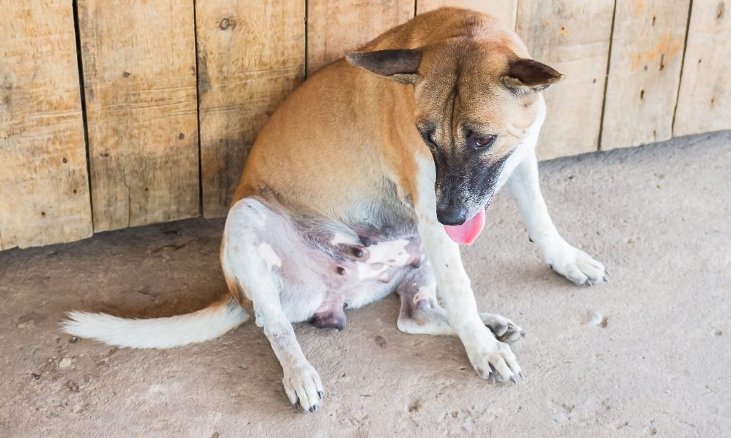 understanding-false-pregnancy-in-dogs-causes-symptoms-and-treatment