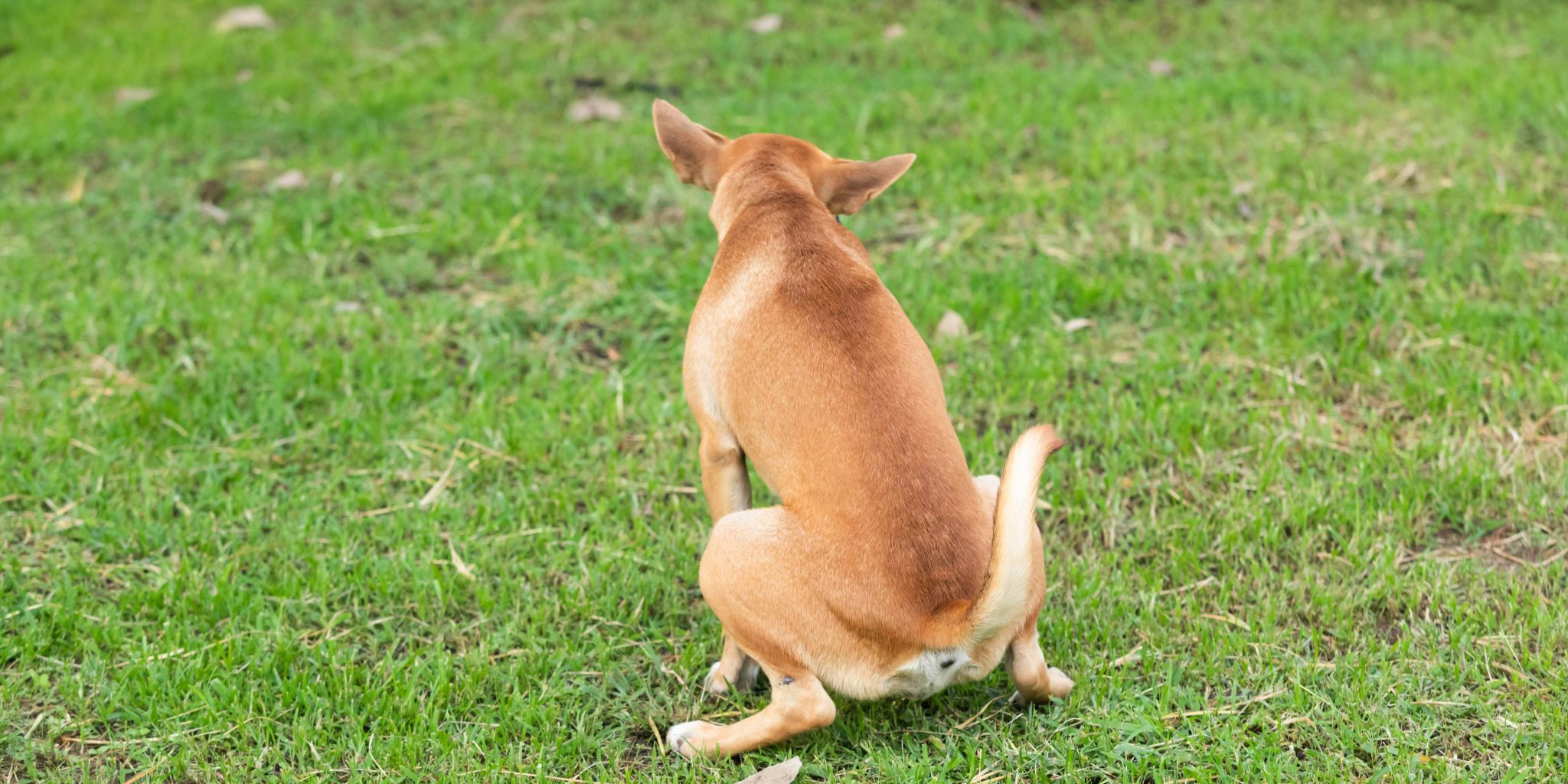 Understanding Why Your Male Indie Dog Pees a Little While Sitting or in ...